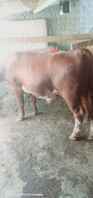 Mol sotiladi srochni 1