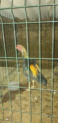 Продаётся петух дакан 1