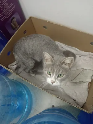 котики 1