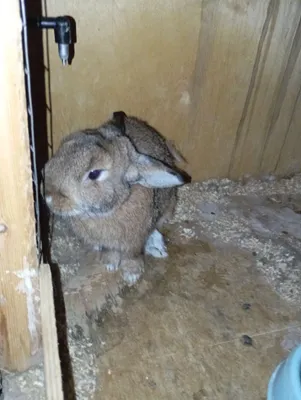 Продаётся кролик 🐇 Порода: голландская, пол: самец 1