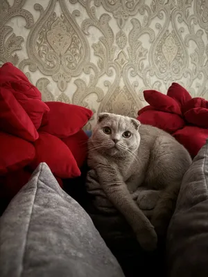 Кошечка очень умная, здоровая, паспорт есть 1