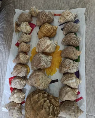 Turli o‘lchamdagi chig‘anoqlar 1