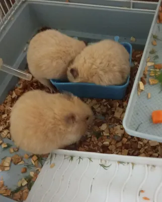 Милые маленькие хомячки 1