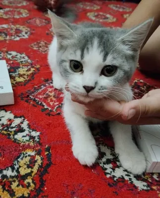 Продаются породистые котята 1