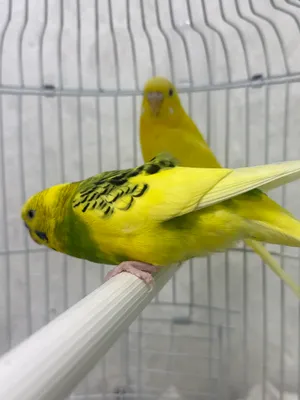 Para qush sotiladi 250 min 1