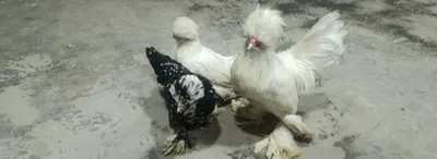 Продаются корейские цыплята по 150 тысяч сумов 1