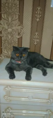 шотландская кошка продаётся девочка