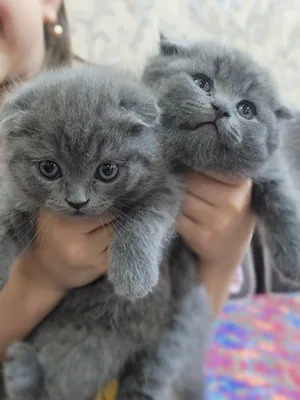 Scottish Fold sotiladi 1