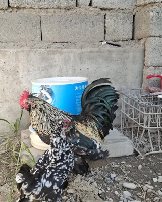 Японский петух, хорошо поёт 1