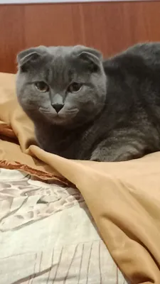 Продаётся котёнок 1