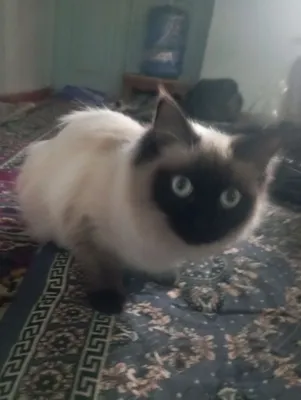 Сиамский котёнок, мальчик 1
