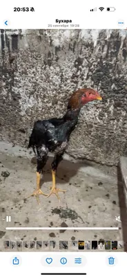3 ta xòroz sotiladi 3 chalasiyam 7 oylik 1
