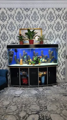 Yaxshi holatdagi akvarium sotiladi 1