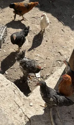 Продаются куры породы брама 1