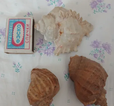 Продаются натуральные ракушки