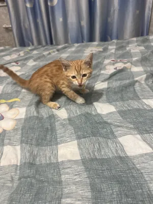 Кошка в дар