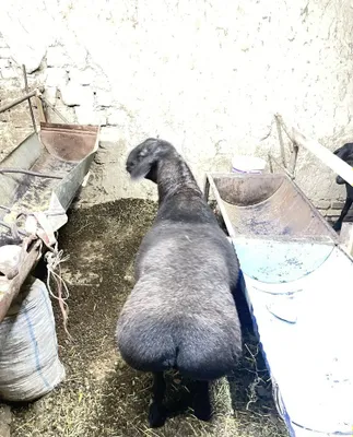 Продаётся крупный хисорский баран для случки 1