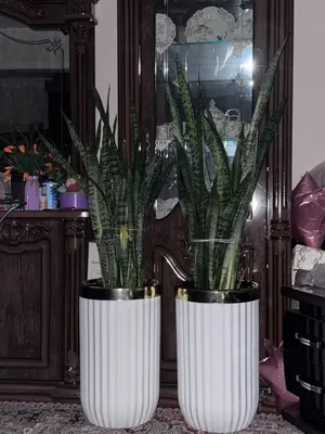 Офис гуллари, Офисные цветы, Катта гуллар!