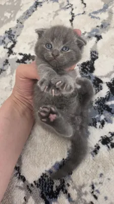 Er-xotin jinsiy aloqada bolgan rus video Mening ayolimning eshagida beshta erkak keldi