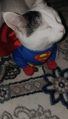 Itlar porno Uyda rus porno