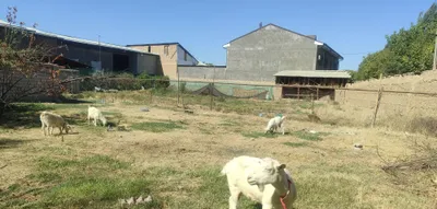 Oq echkilar zotili,har yili 3 tadan bola koradi yaxshi sut beradi 1