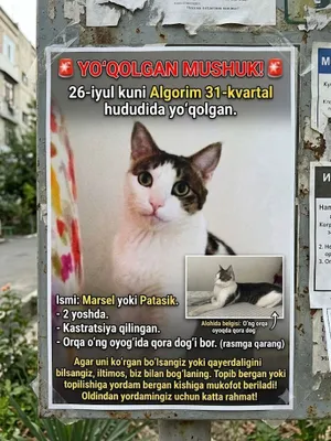 Mushuk yo‘qoldi 1