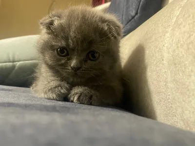 Scottish Fold zotli osiq quloqli mushukchasi. Telefon orqali kelishamiz 1