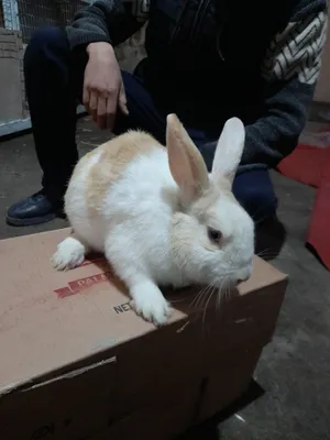 Кролик японская панда 1