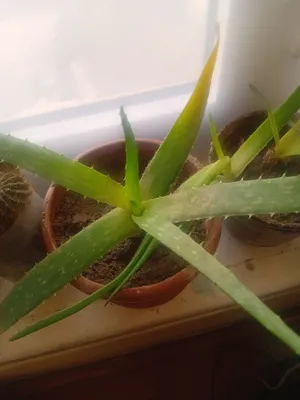 Aloe vera