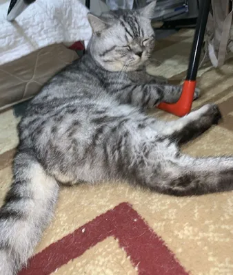 Mushuklar va mushukchalarni vaqtincha parvarish qilish