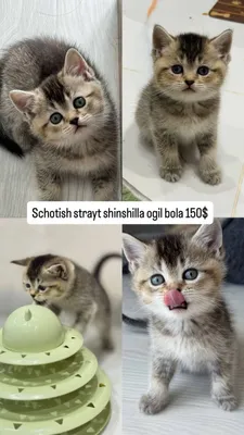 Котята: шотландская шиншилла, шотландская прямоухая 1