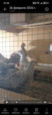 Barkoviski ,kareski.jojala sotiladi 1