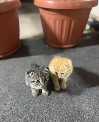 Породистые котята 1