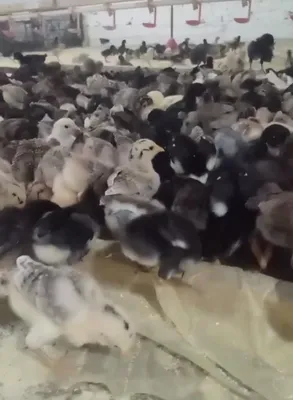 Продаются цыплята местной породы 1