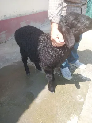 Quzichoqlar sotiladi 1