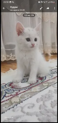 Продаётся этот котёнок 1