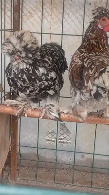 Yaponcha tovuq tuxumlariga zakas olamiz 5 mingdan 1