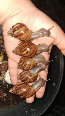 Улитки для ухода за лицом 1