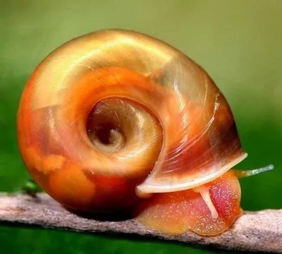 Akvarium chig‘anoqlari (Ramhorn snail) 1