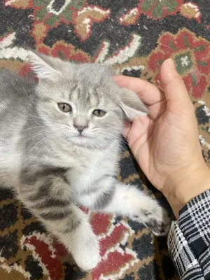 Zotor mushuk shelshela ikkalasi ham qiz bola zur mushuklar zeriktrmayd 1