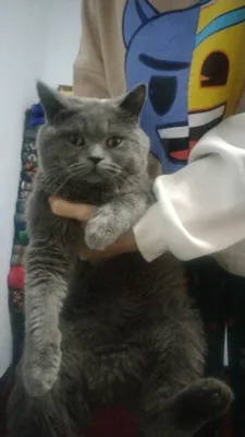 Кот 1