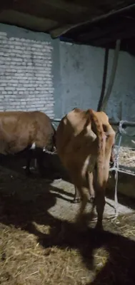 Продаётся корова с телёнком, гарантия 1