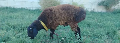 6 oylik qazoqi Qashqar sotiladi 1