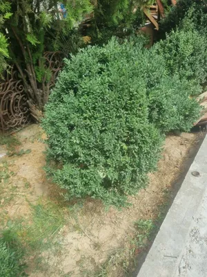 Продаются саженцы самшита 1
