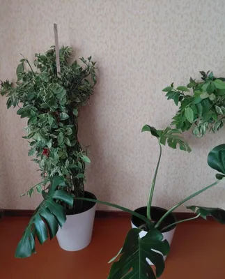 Uy gullari. Berёzka va monstera 1