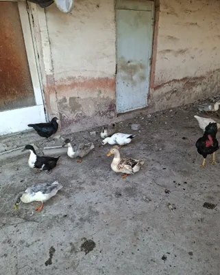 Turli zotdagi o‘rdaklarni sotaman 1