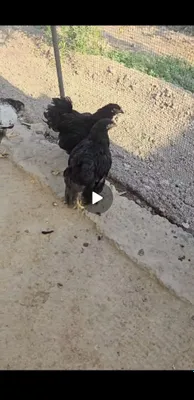 Brama joja xorozla sotiladi. 1