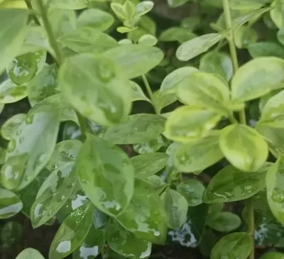 Шамшод кучатлари 1