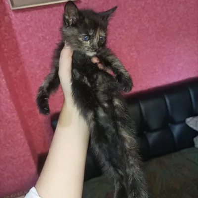 котенок в добрые руки девочка 1