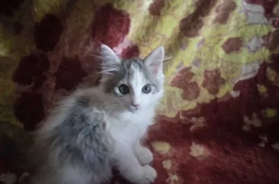 Котёнок девочка 3 месяца трёхцветная 1
